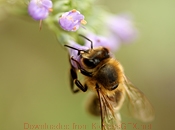 加特林短信测压