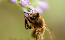 免费版本的手机号接收平台