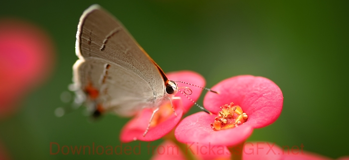 电话轰炸机在线网页版